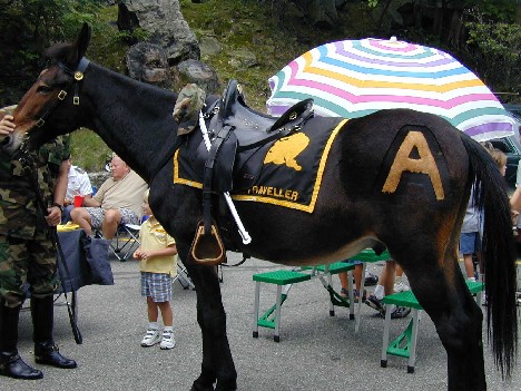 Mule(s).jpg