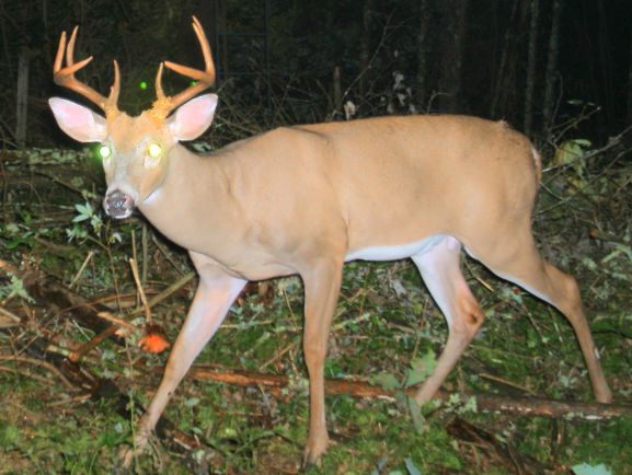 DeerSeason.jpg