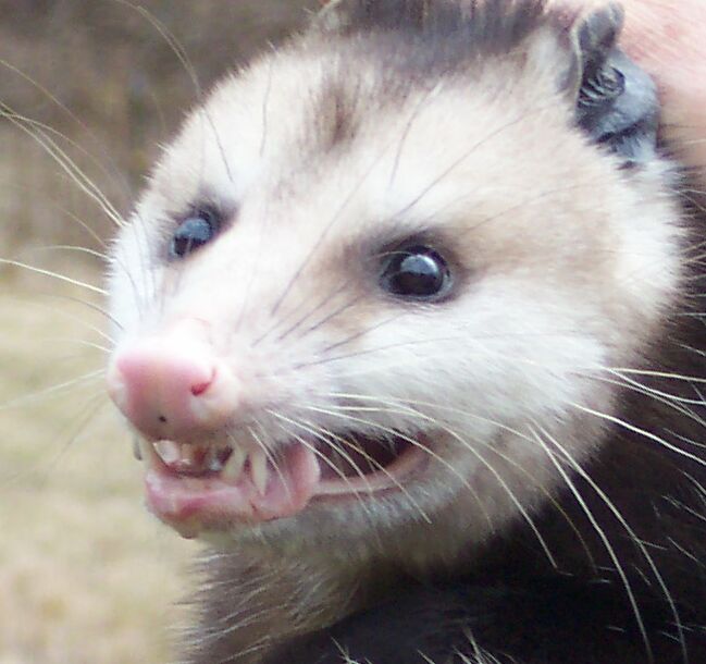 GuardPossum.jpg