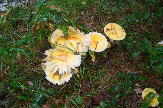 YellowShrooms.jpg