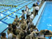./athletics/swim_dive/patriots06/thumbnails/Patriot-Swim-011.jpg