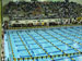 ./athletics/swim_dive/patriots06/thumbnails/Patriot-Swim-016.jpg