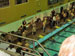 ./athletics/swimming/navy05/thumbnails/P9050052.jpg