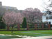 ./cadetlife_pl/plebe_cl/april06/thumbnails/Supe's-Cherry-Blossoms.jpg