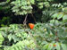 ./cadetlife_pl/plebe_cl/springbreak_sanjuan/thumbnails/28-El-Yunque-Rainforest.jpg