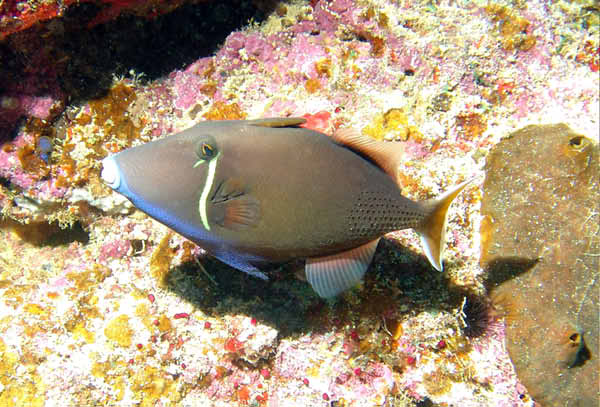 Flagtail Triggerfish