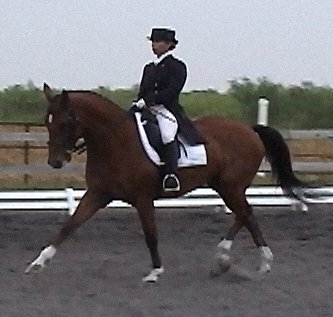 Another PSG Extended trot photo