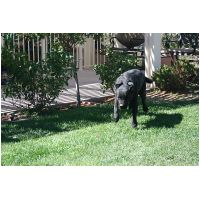 yardplay4 002.jpg