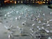 ./clubs/yearling_life/pillowfight04/thumbnails/002.jpg