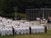 ./firstie_year/ringweekend/sutey_ceremony/thumbnails/P8252606.jpg