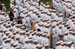 ./firstie_year/ringweekend/sutey_ceremony/thumbnails/P8252621.jpg