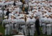 ./firstie_year/ringweekend/sutey_ceremony/thumbnails/P8252655.jpg