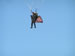 ./football/cow_football/ark_mckenna/thumbnails/parachuting-8.jpg