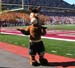 ./football/cow_football/bc_brown/thumbnails/aPICT0218.jpg