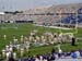 ./football/yearling_football/uconn04-sider-album/thumbnails/Army_UConn_10.jpg