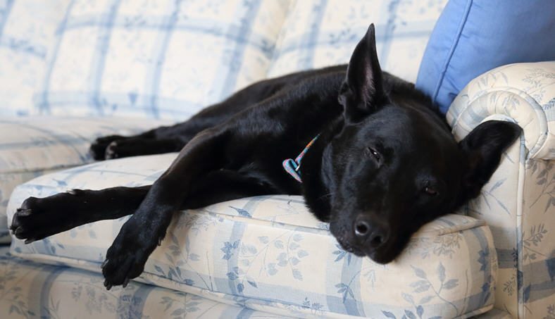 Tired K-9