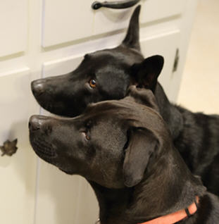 K-9 inspectors