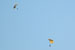 ./athletics/football/aTm2008/thumbnails/DSC_7316.jpg