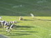 ./athletics/football/navy06_ashton/thumbnails/P1010744.jpg