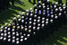 ./athletics/football/navy06_haigler/thumbnails/IMG_0690.jpg