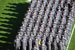 ./athletics/football/navy_calvarese/thumbnails/009.jpg