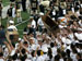 ./athletics/football/tulane07_sutey/thumbnails/PA062261.jpg