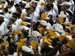 ./athletics/football/tulane07_sutey/thumbnails/PA062263.jpg