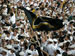 ./athletics/football/tulane07_sutey/thumbnails/PA062321.jpg