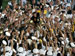 ./athletics/football/tulane07_sutey/thumbnails/PA062323.jpg