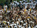 ./athletics/football/tulane07_sutey/thumbnails/PA062324.jpg