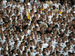 ./athletics/football/tulane07_sutey/thumbnails/PA062328.jpg