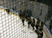 ./athletics/hockey/airforce2007/thumbnails/USAFA-7.jpg