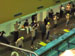 ./athletics/swimming/navy05/thumbnails/P9050043.jpg