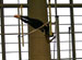 ./athletics/track/patriotsindoor09_anderson2/thumbnails/IMG_9312.jpg