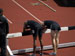 ./athletics/track/patriotsoutdoor2009/thumbnails/_A020282.jpg