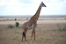 ./cadetlife_pl/cow_cl/spring_africa/thumbnails/2008-03-18-11.47.08-Tanzani.jpg