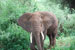 ./cadetlife_pl/cow_cl/spring_africa/thumbnails/2008-03-22-11.15.46-Tanzani.jpg
