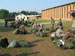 ./cow/cowsummer/aa_madden/thumbnails/IMG_1011.jpg