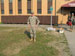 ./cow/cowsummer/aa_madden/thumbnails/IMG_1015.jpg