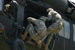 ./cow/cowsummer/aa_steenstra/thumbnails/DSC_0297.jpg
