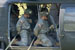 ./cow/cowsummer/aa_steenstra/thumbnails/DSC_0298.jpg