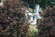 ./cow/cowsummer/aa_steenstra/thumbnails/DSC_0312.jpg