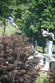 ./cow/cowsummer/aa_steenstra/thumbnails/DSC_0313.jpg