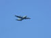 ./cow/cowsummer/airborne_ashton/thumbnails/P1040050-(2).jpg