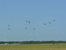 ./cow/cowsummer/airborne_ashton/thumbnails/P1040090.jpg
