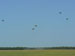./cow/cowsummer/airborne_ashton/thumbnails/P1040092-(2).jpg
