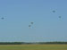 ./cow/cowsummer/airborne_ashton/thumbnails/P1040092.jpg