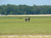 ./cow/cowsummer/airborne_ashton/thumbnails/P1040098-(2).jpg