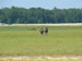 ./cow/cowsummer/airborne_ashton/thumbnails/P1040098.jpg