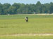 ./cow/cowsummer/airborne_ashton/thumbnails/P1040100-(2).jpg
